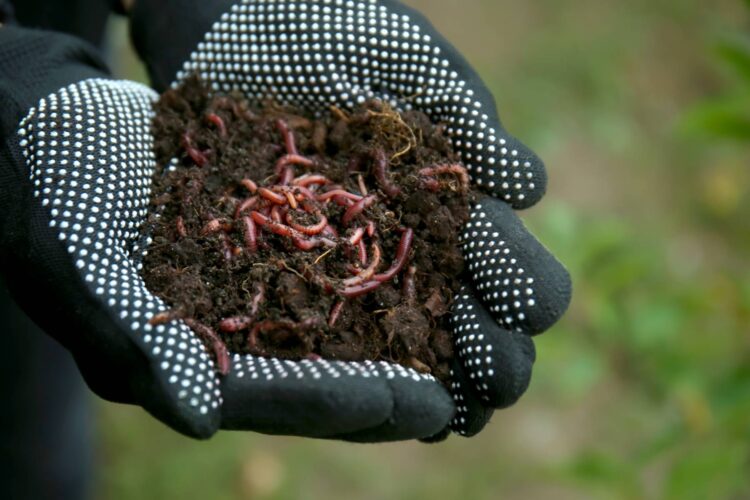 Raising Earthworms to Sell